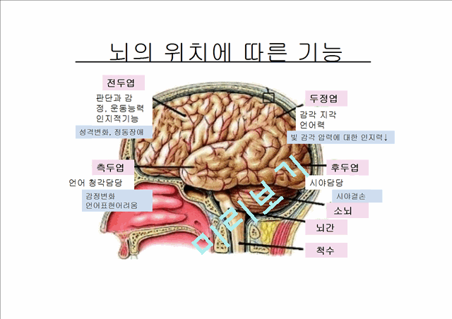 [4000원] 뇌종양종류 및 증상,양성종양 VS 악성종양,뇌종양 수술 방법,뇌종양에 좋은 음식,뇌농양,두부손상,두부손상 응급처치,두부손상에 의한 질환.pptx